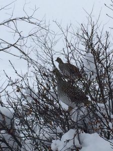 Sharptail grouse in tree